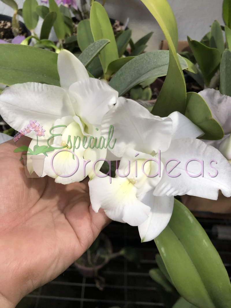 CATTLEYA WALKERIANA ALBA