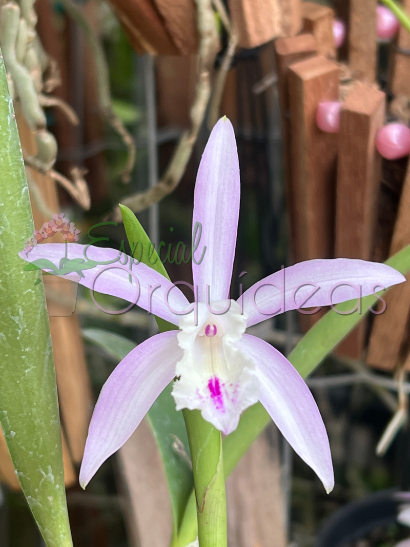 LAELIA SEM ID 1