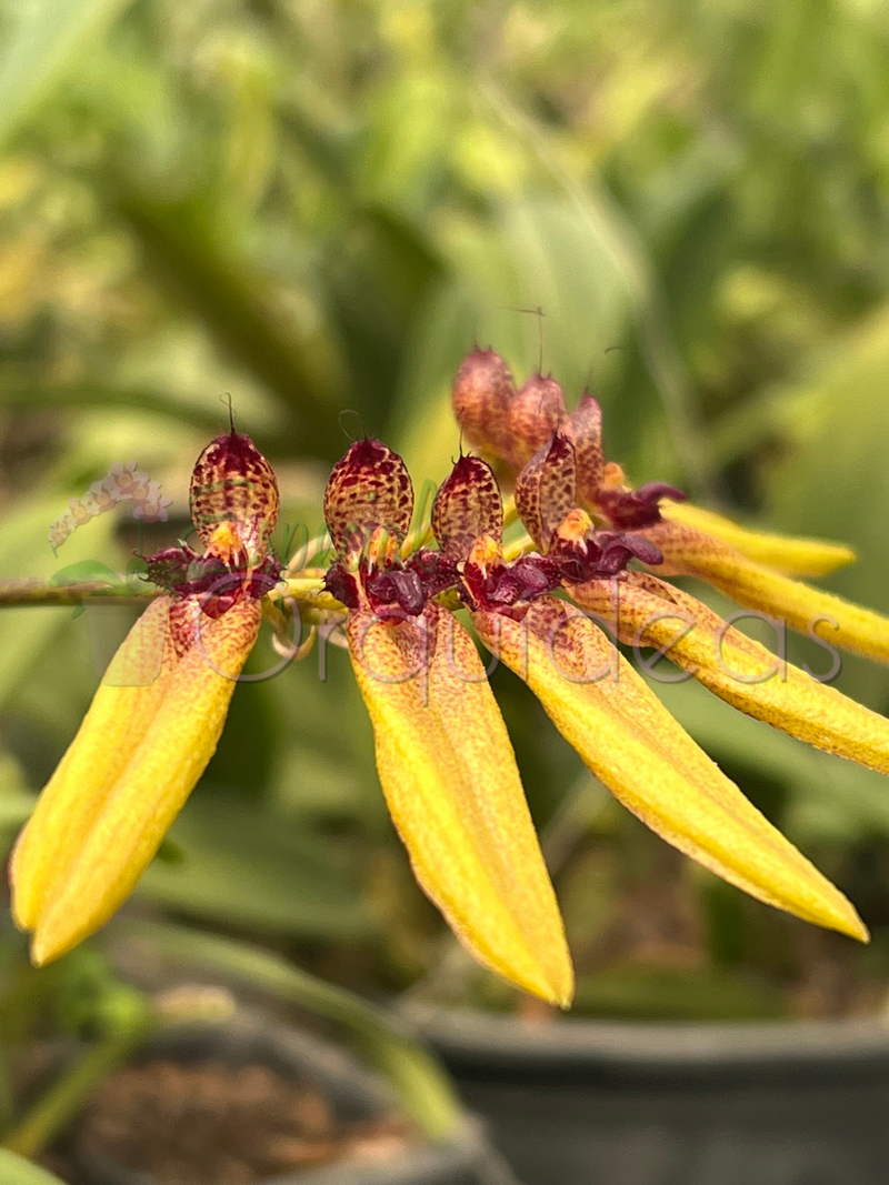 Bulbophyllum picturatum linda com carinha de inseto