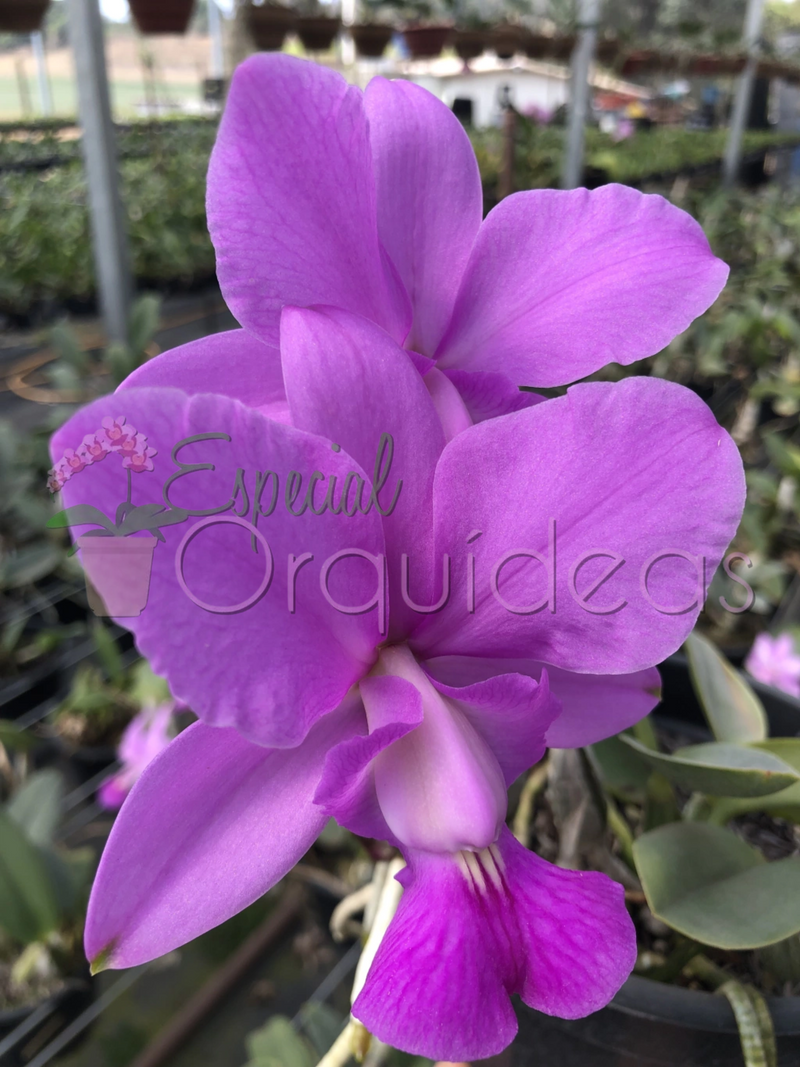 CATTLEYA WALKERIANA TIPO CRUZAMENTOS VARIADOS