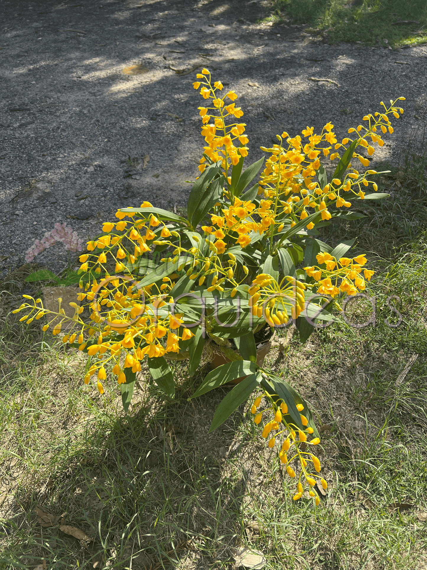 DENDROBIUM CHRYSOTOXUM
