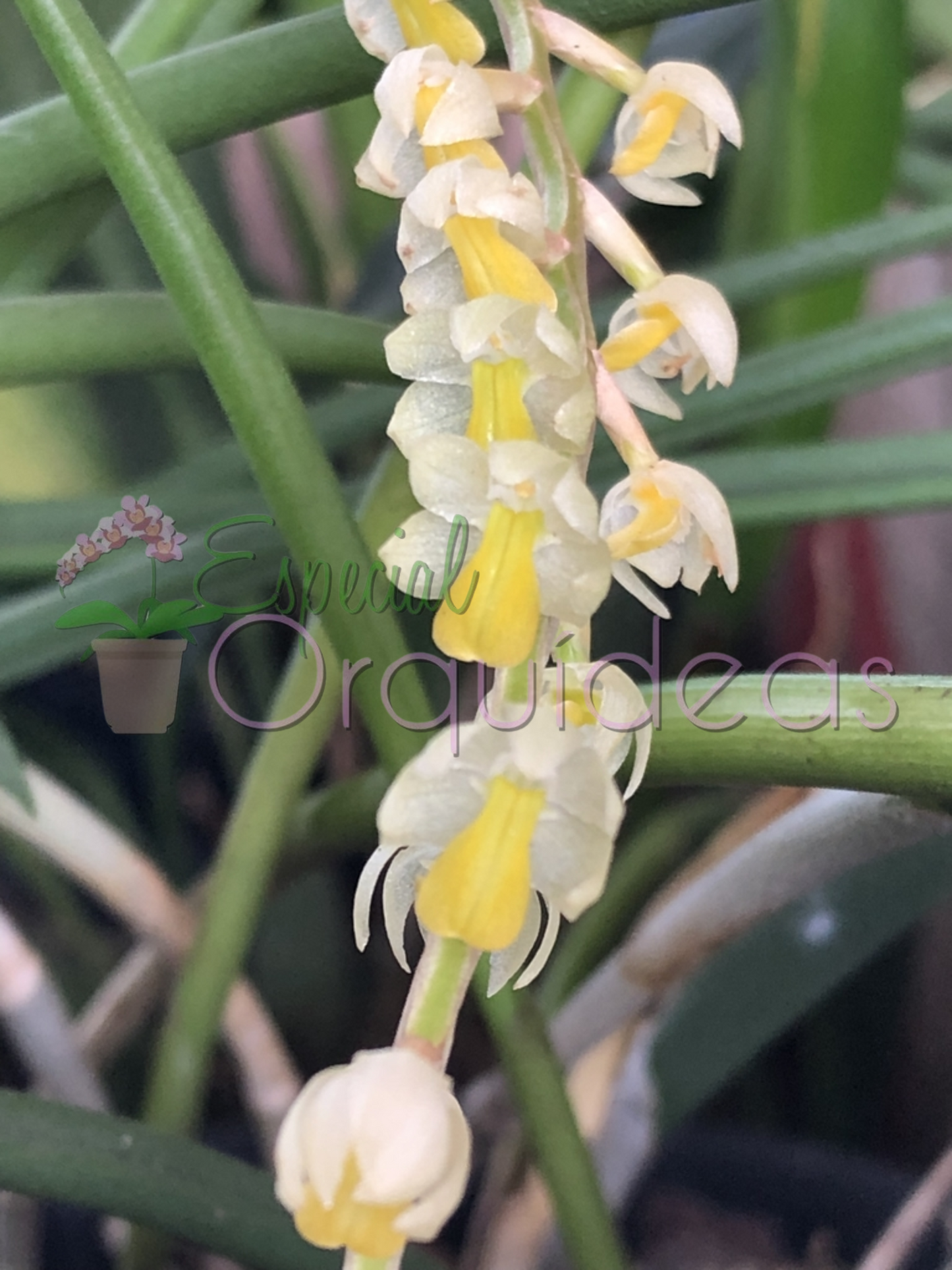 DENDROCHILUM COBBIANUM
