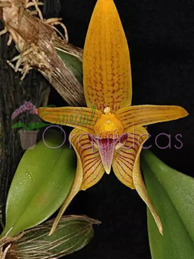 BULBOPHYLLUM SMITINANDII