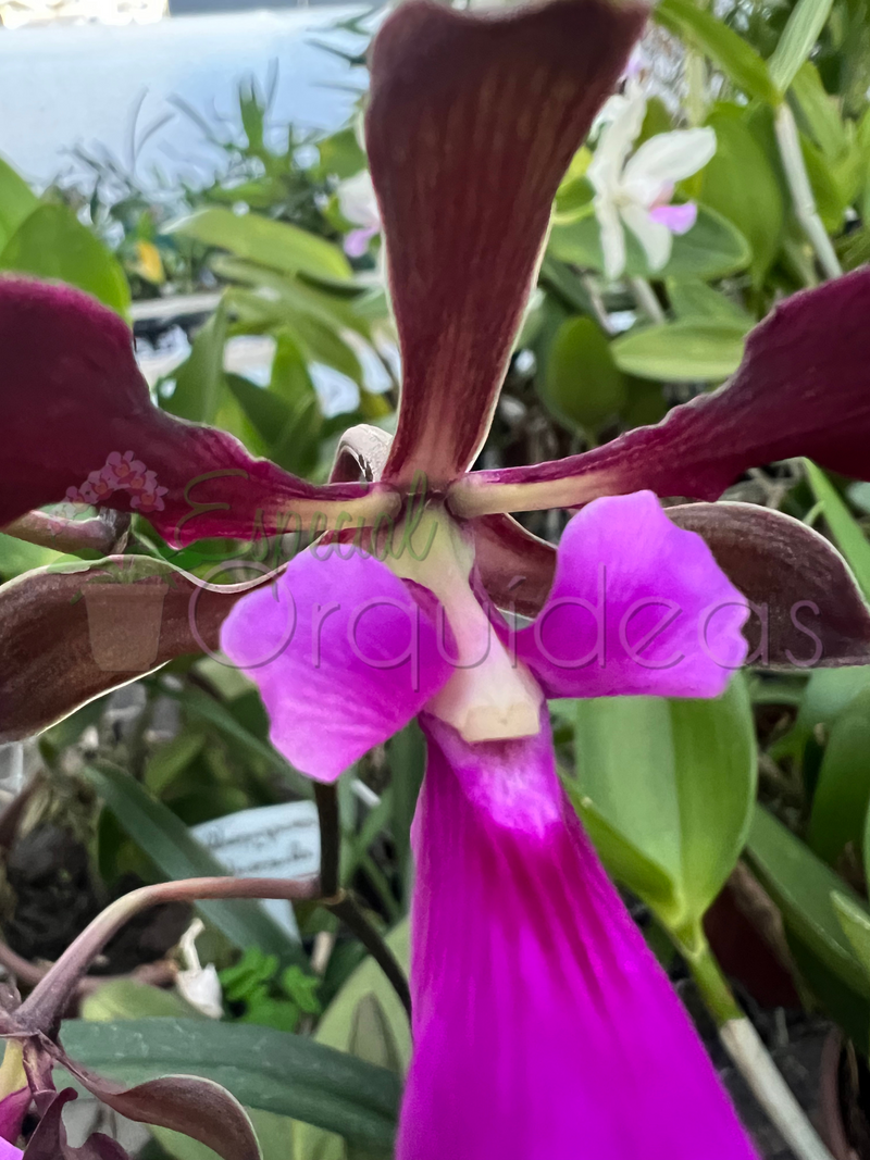 ENCYCLIA ATROPURPUREA X ADENOCAULA