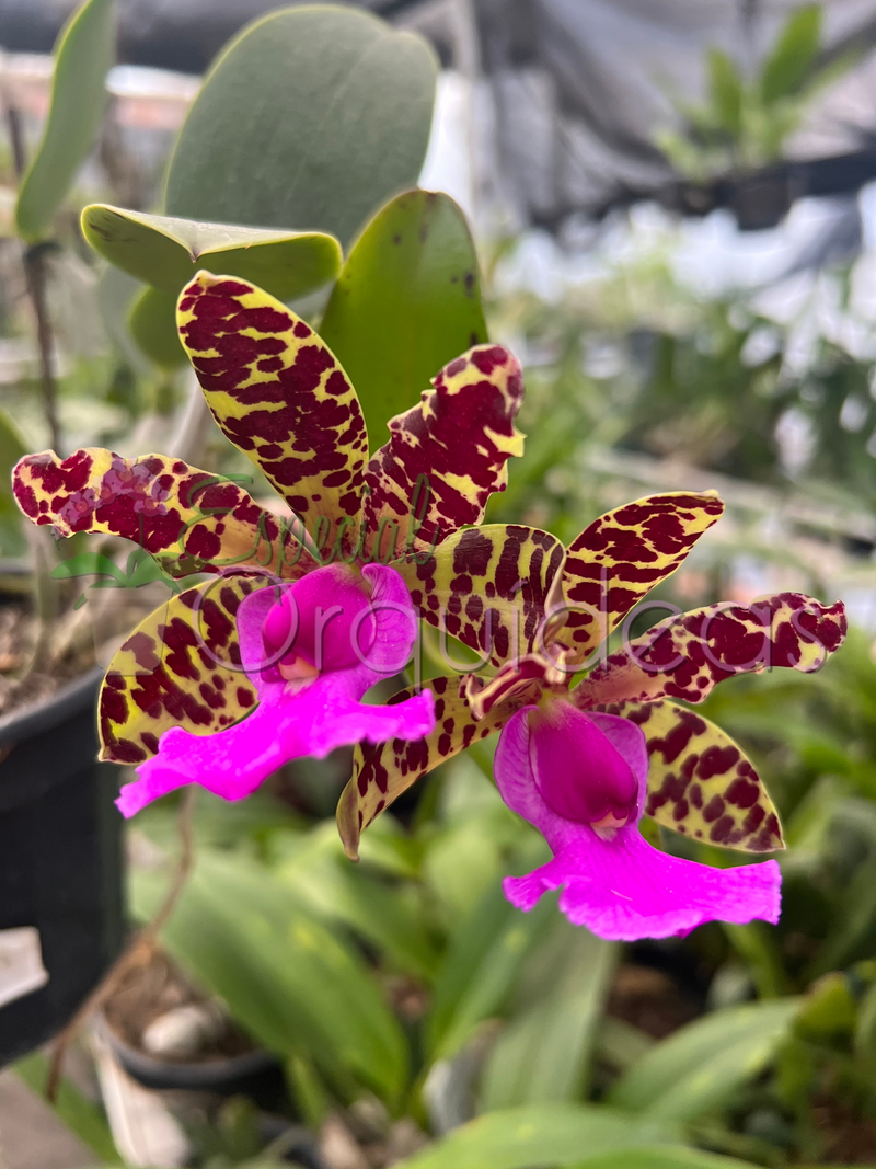 CATTLEYA ACLANDIAE AMARELADA COM LABELO ESCURO