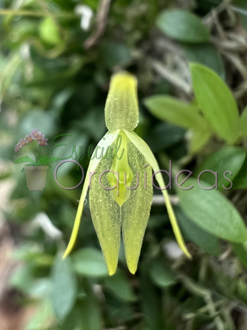 BARBOSSELA GARDNERII (FLOR MICRO)