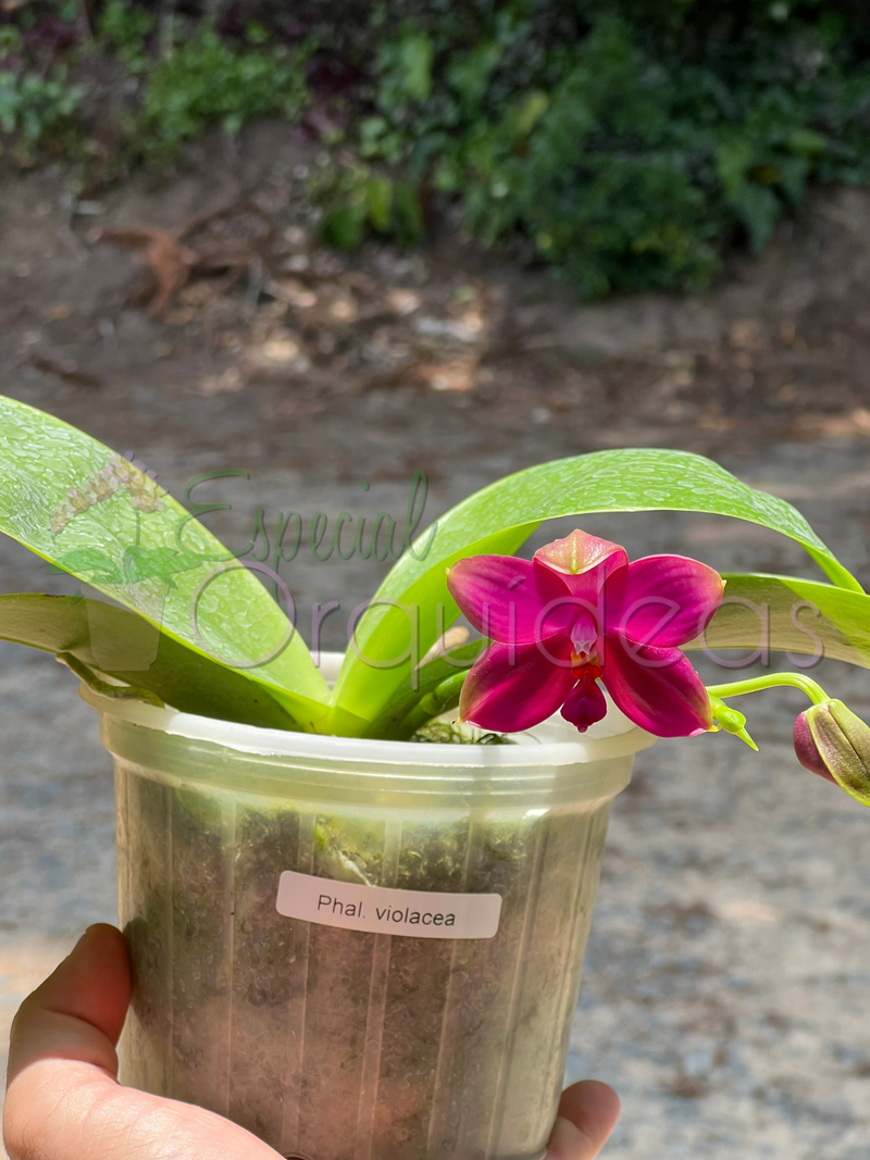 PHALAENOPSIS VIOLACEA