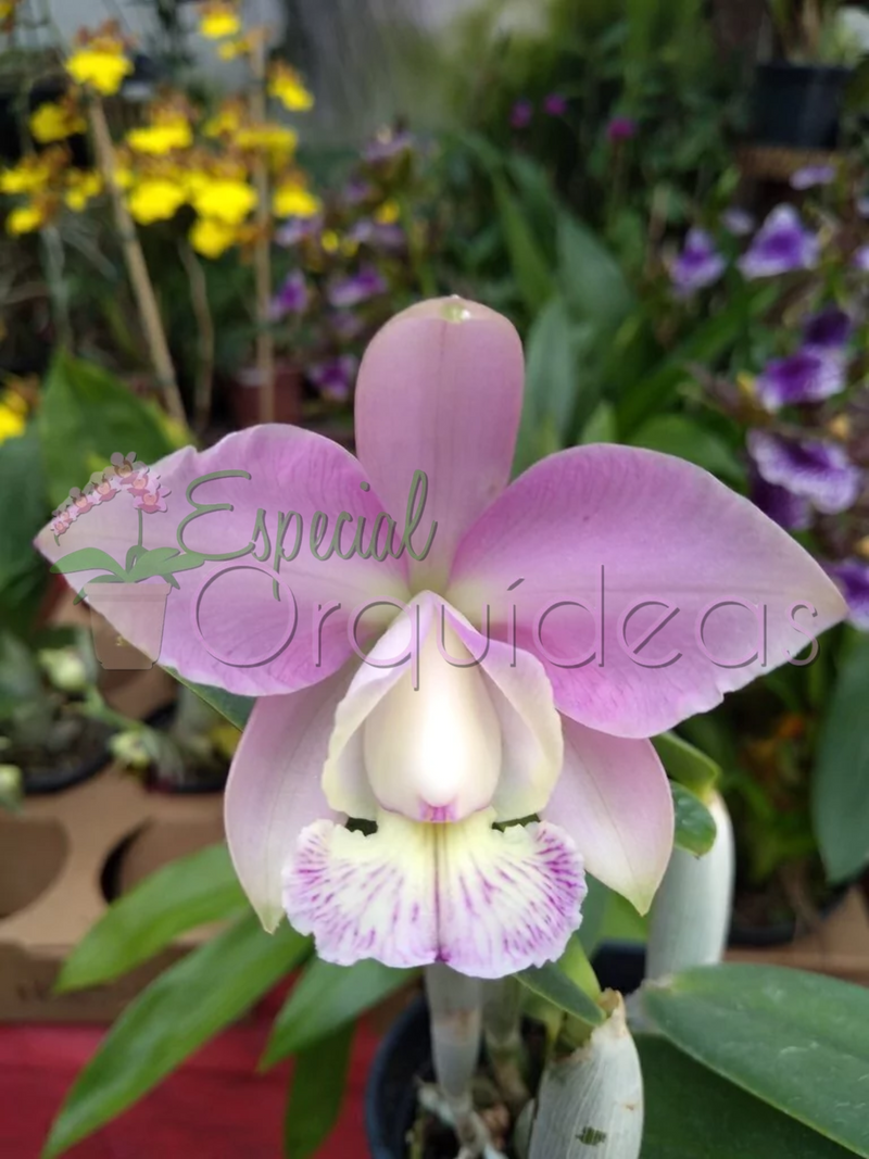 CATTLEYA WALKERIANA X LODDGESII