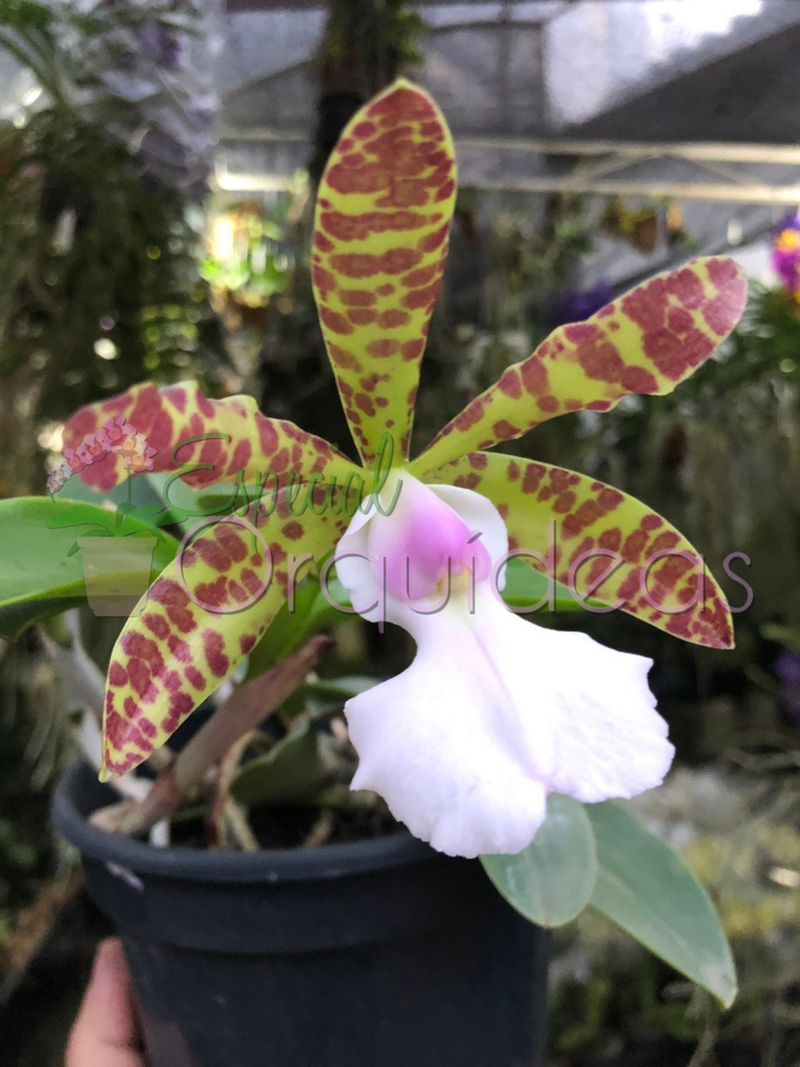 CATTLEYA ACLANDIAE ALBESCENS