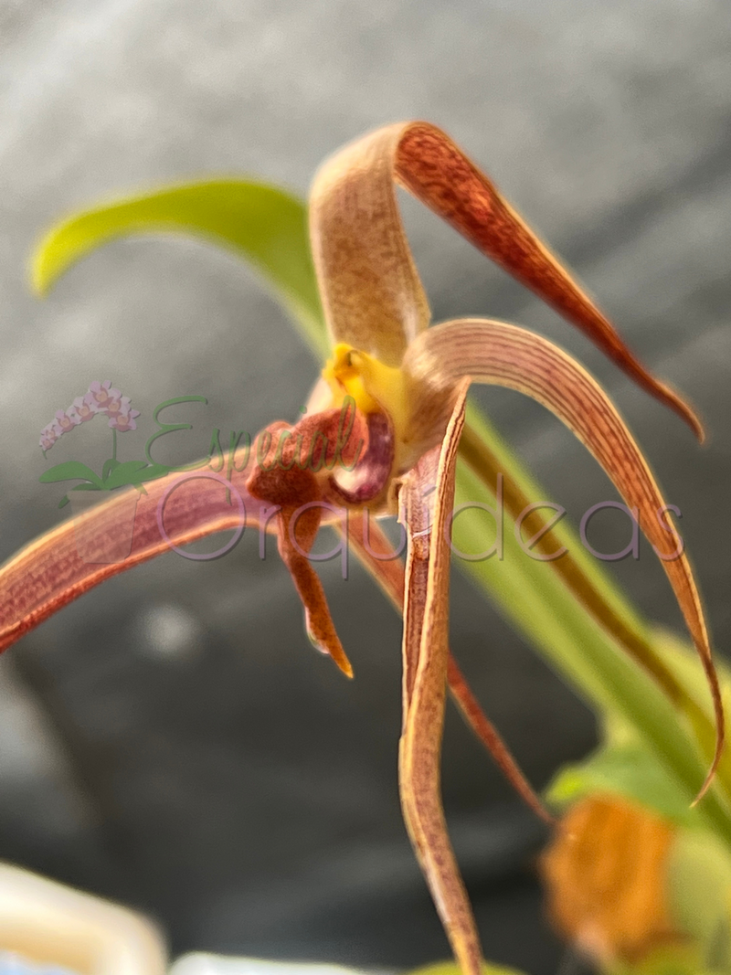 BULBOPHYLLUM JERSEY