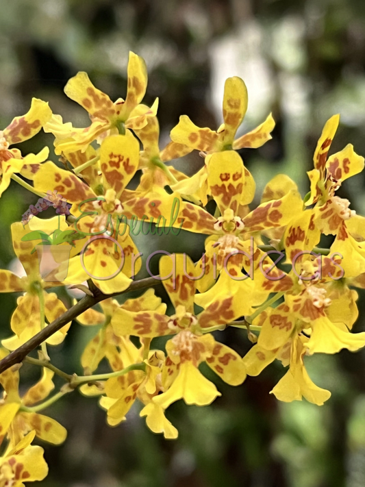GRANDIPHYLLUM PULVINATUM X AURICULA