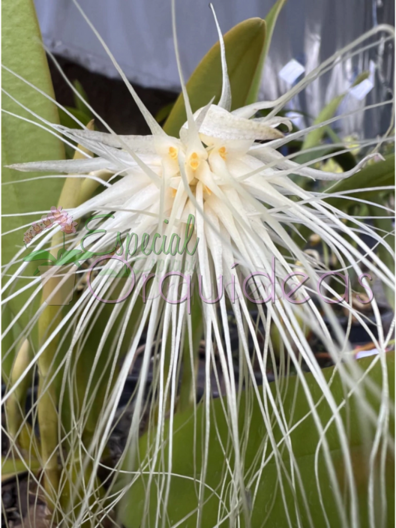 BULBOPHYLLUM MADUSAE