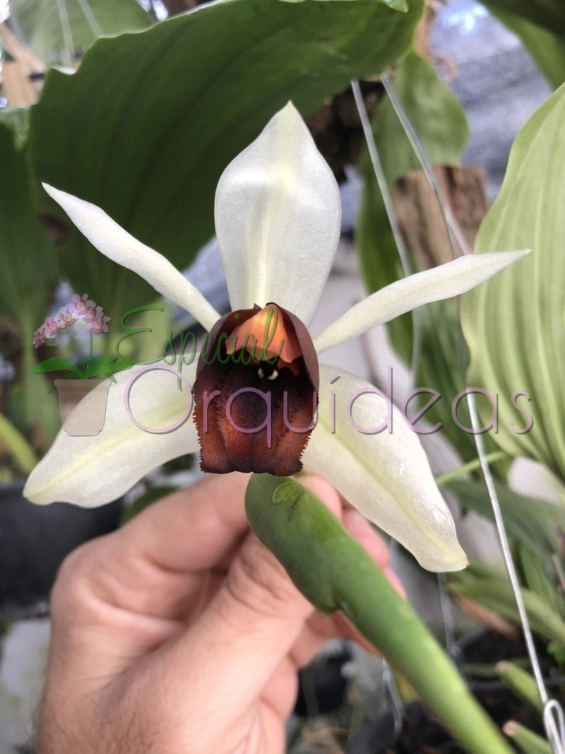 COELOGYNE USITANA + MUDA ADULTA DE BRINDE