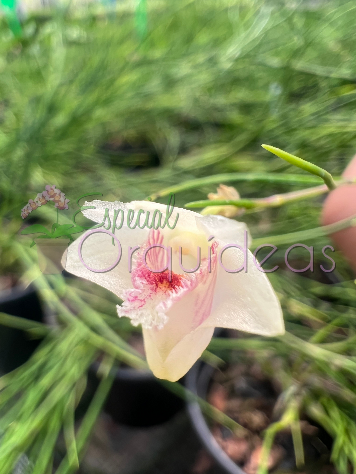 DENDROBIUM SECTION APORUM