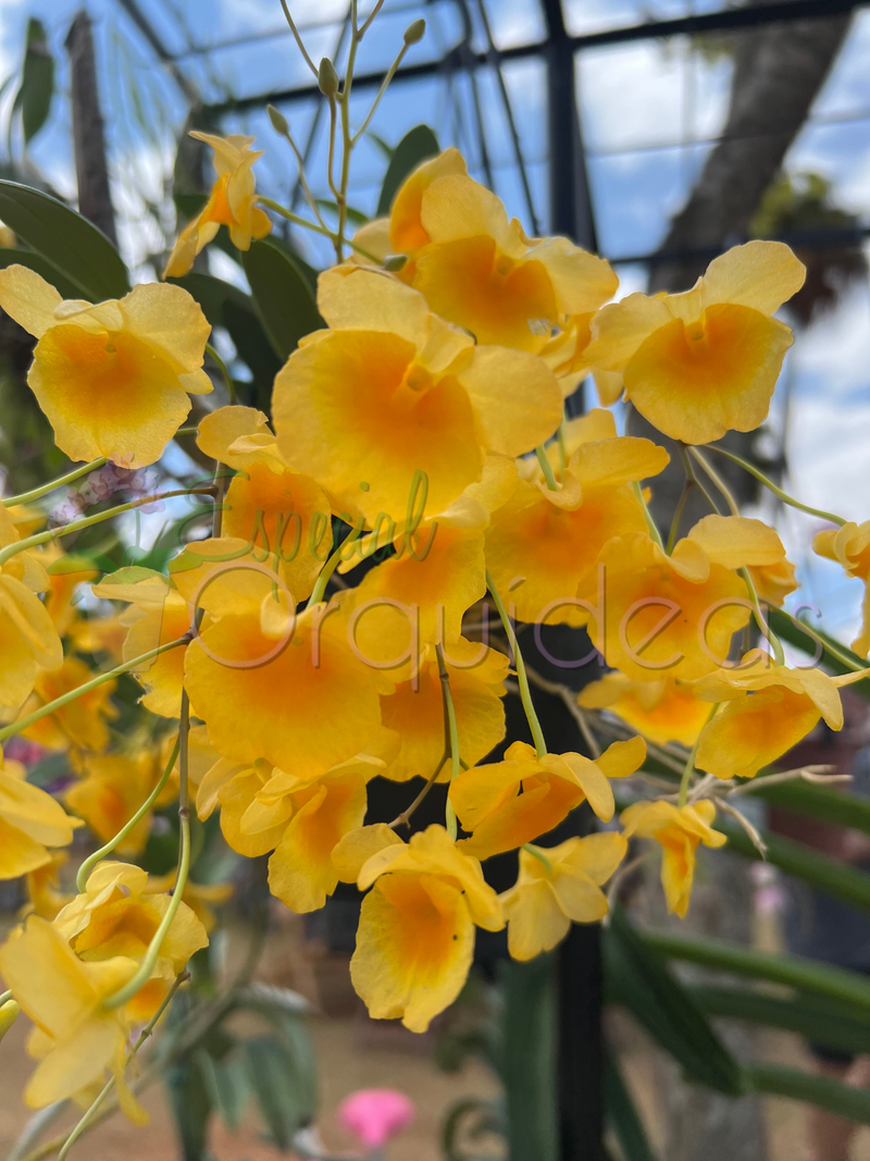 DENDROBIUM AGREGATUM (ENTOUCERADAS)