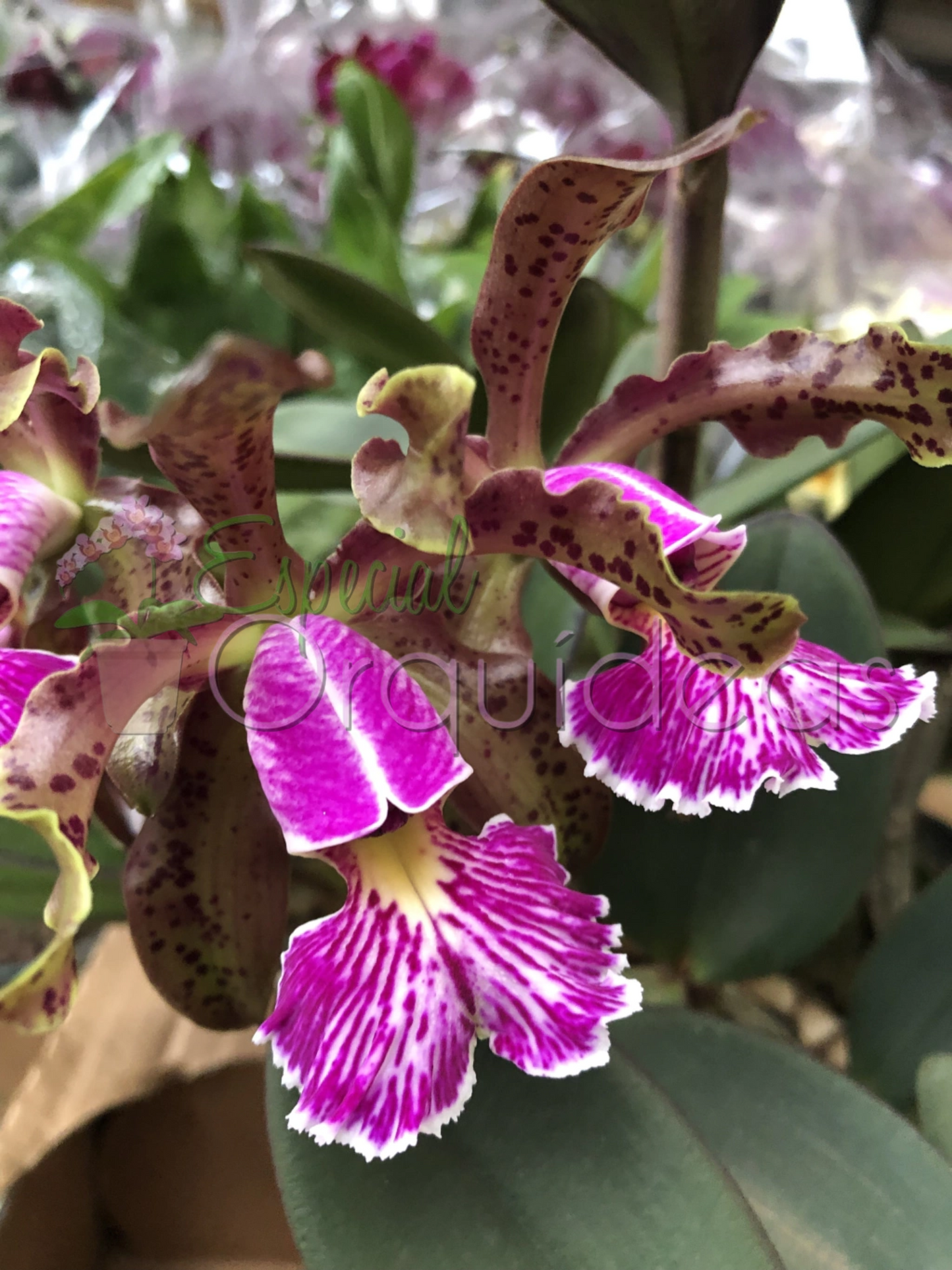 CATTLEYA SCHILLERIANA TIPO
