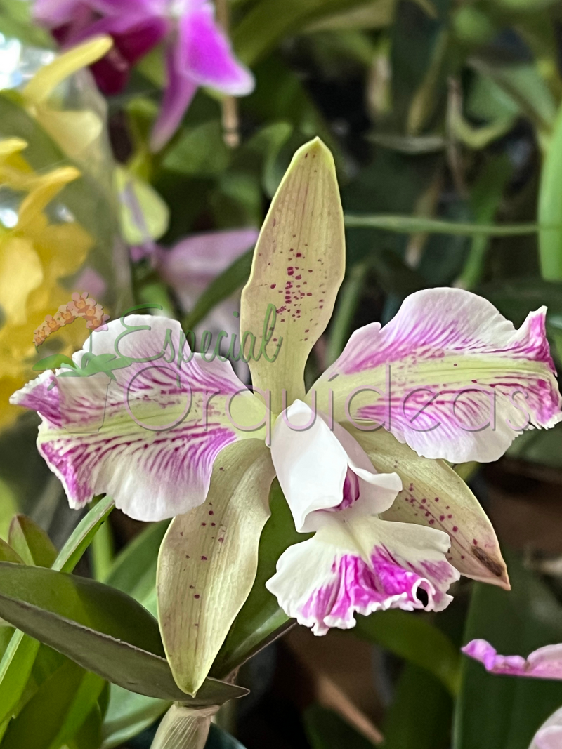 Cattleya shilleriana x C intermédia , lindo resultado floral