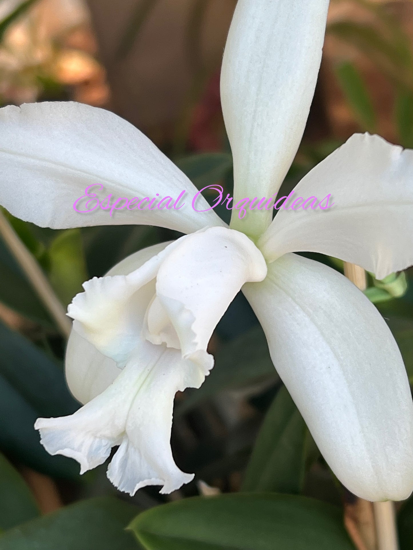 CATTLEYA INTERMEDIA ALBA