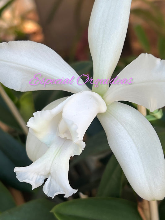 CATTLEYA INTERMEDIA ALBA
