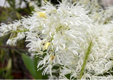 Dendrobium speciosum