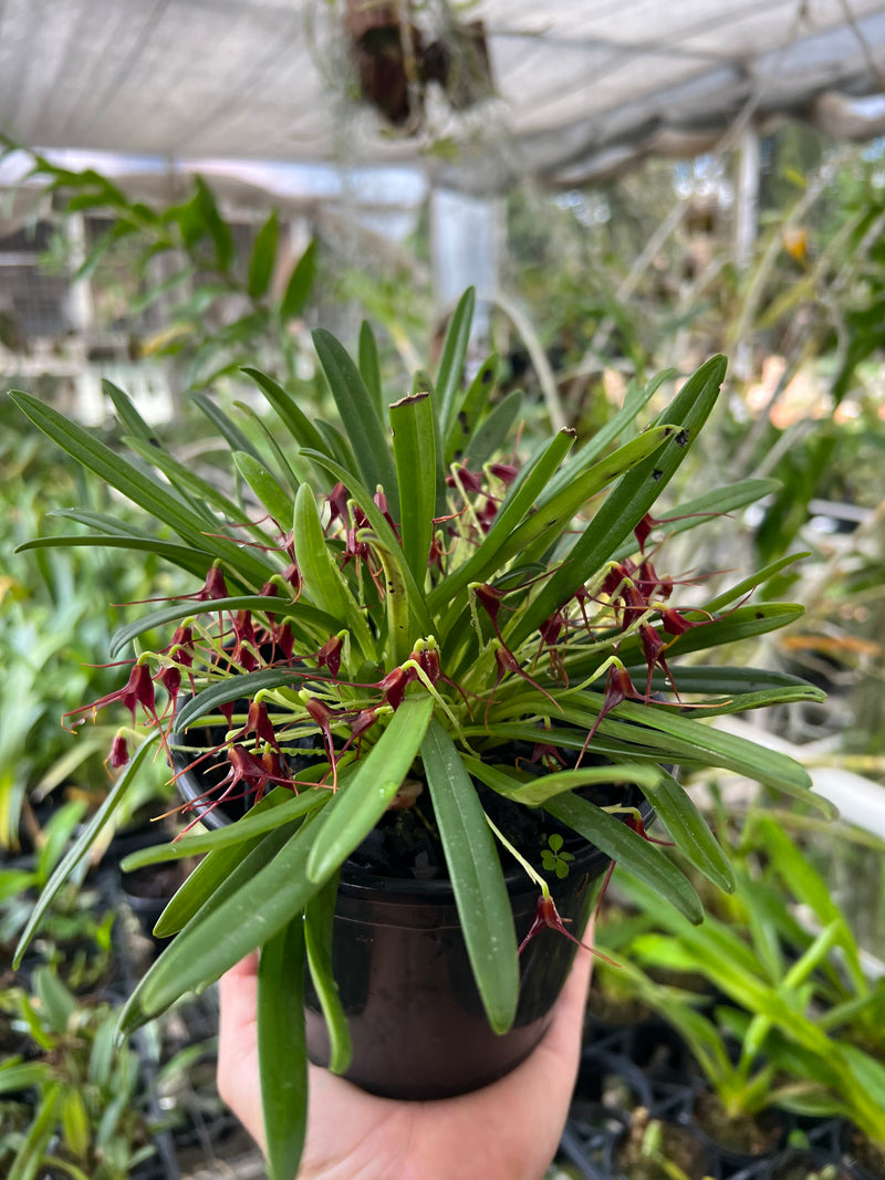Masdevallia herradurae