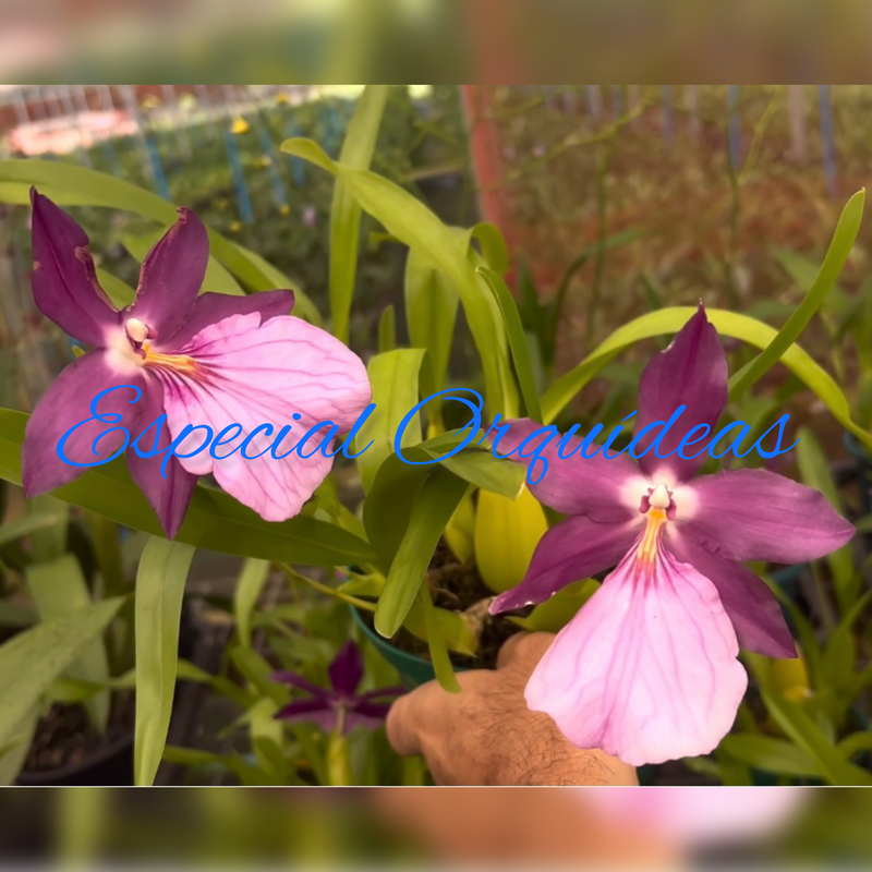 MILTONIA MORELIANA (MUDINHA)