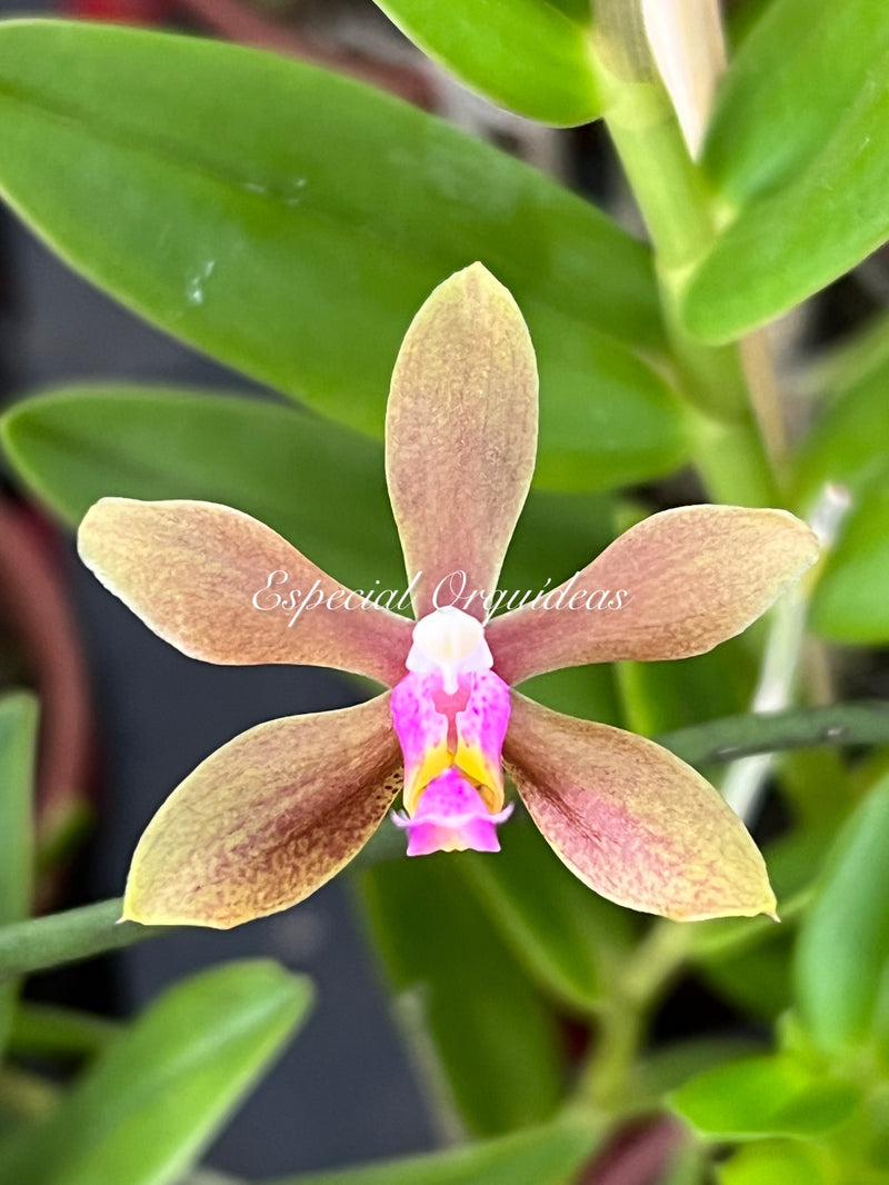 Phalaenopsis honghenensis x Pha mariae