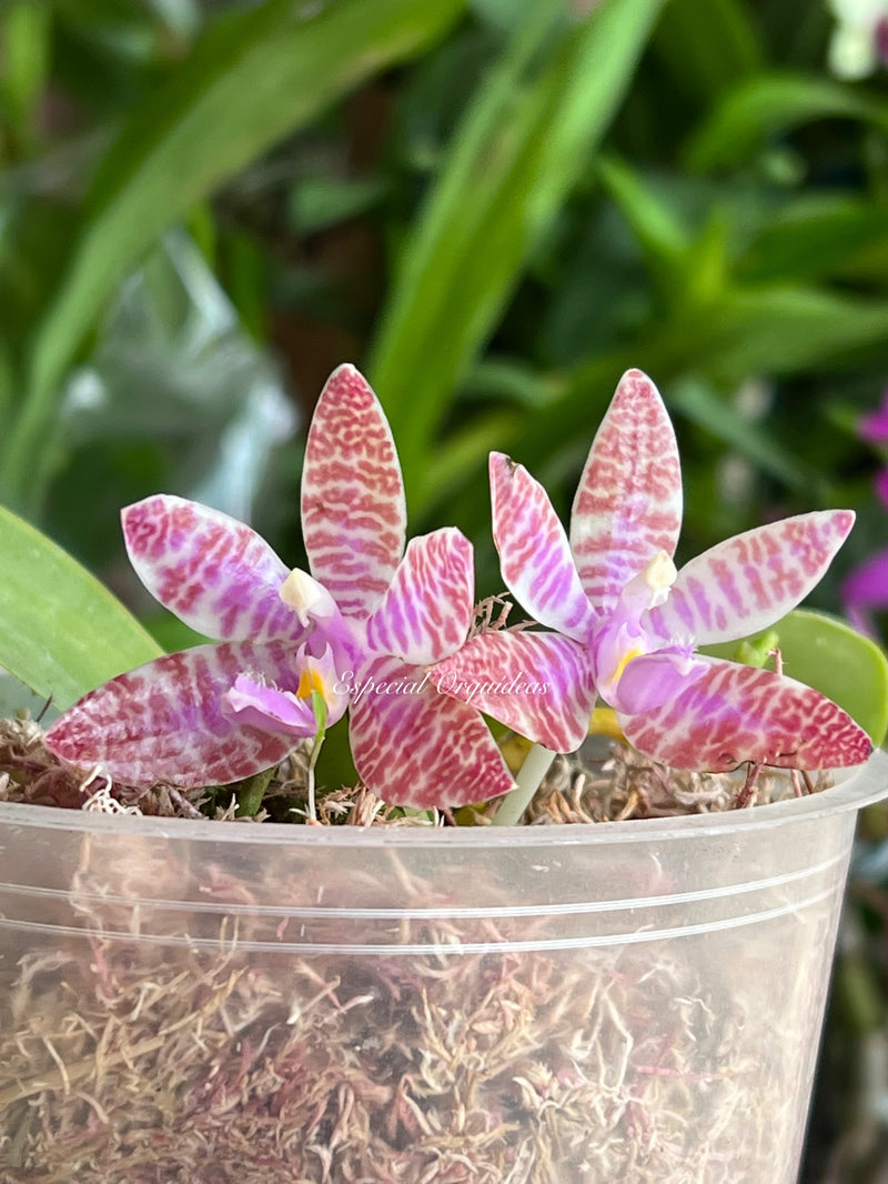 Phalaenopsis lueddemanniana