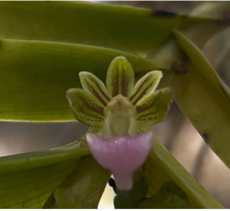 Pelatantwra insectifera pré adulta