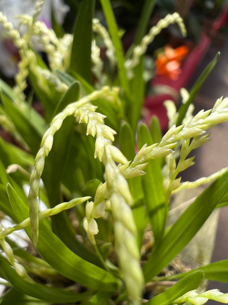 Dendrochilum parvulum strictiforme cachepô (micro orquídea) raridade