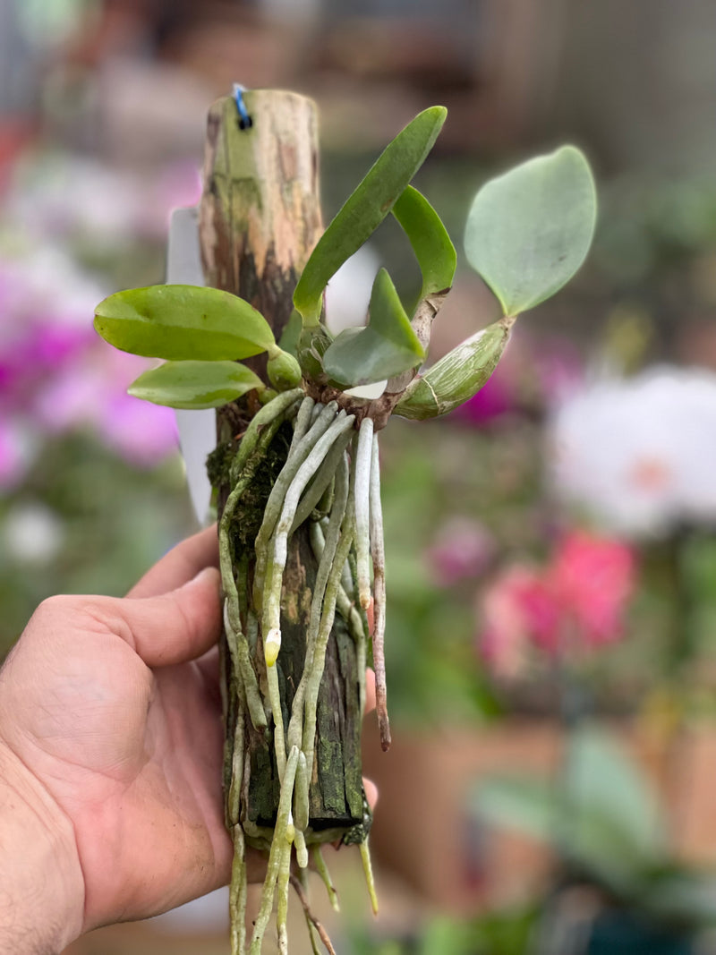Cattleya Dolosa x C Walkeriana Alba (Pré adulta Plantada em troncos)
