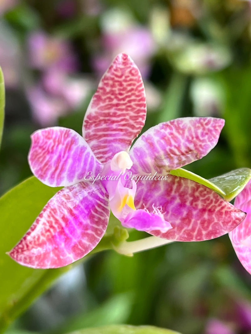 Phalaenopsis lueddemanniana
