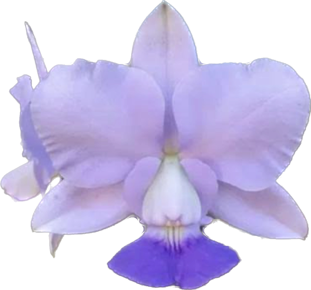 CATTLEYA WALKERIANA COERULEA AZULÃO (CACHEPÔ)