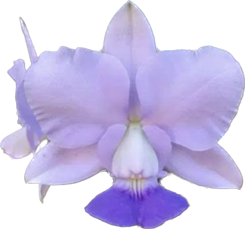 CATTLEYA WALKERIANA COERULEA AZULÃO (CACHEPÔ)