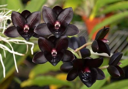 CATASETUM FREDCLARKEARA AFTER DARK NEGRO (ADULTA)