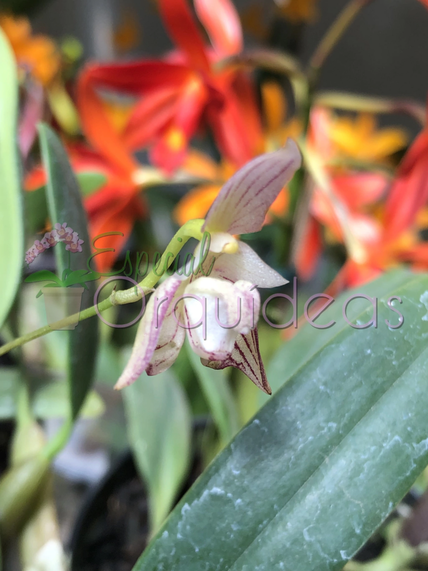 BULBOPHYLLUM AMBROSIA