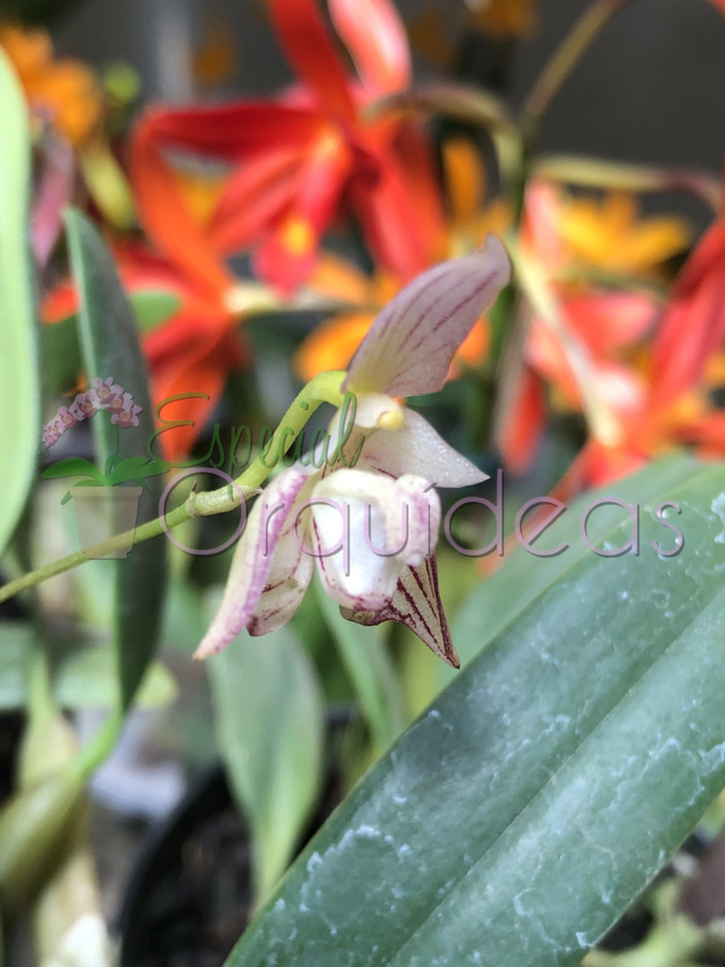 BULBOPHYLLUM AMBROSIA