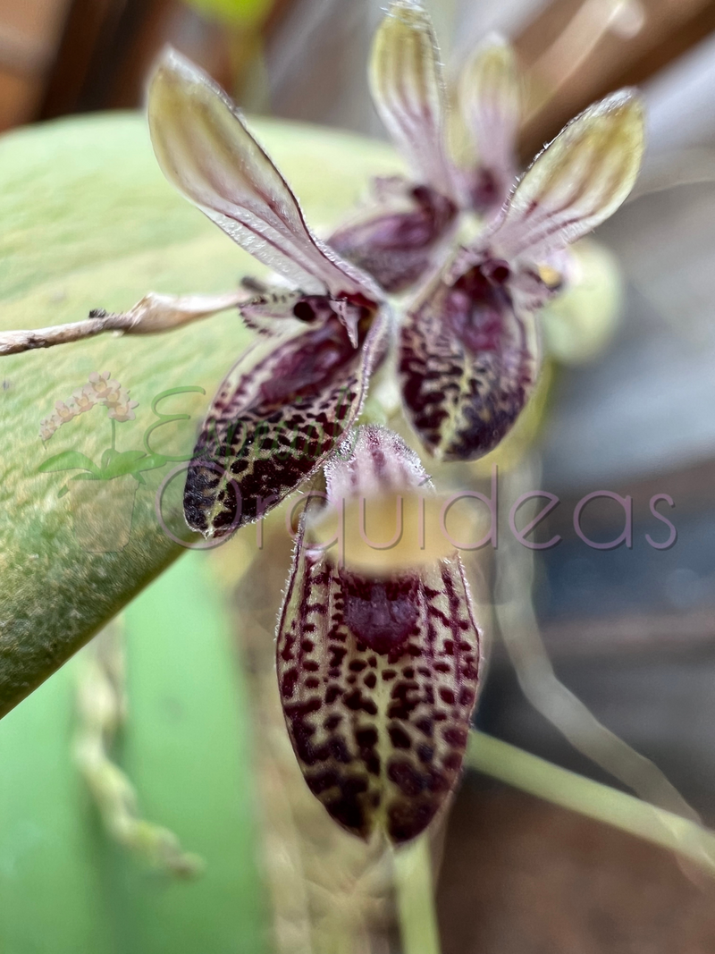 PLEUROTHALLIS TERES (MICRO)