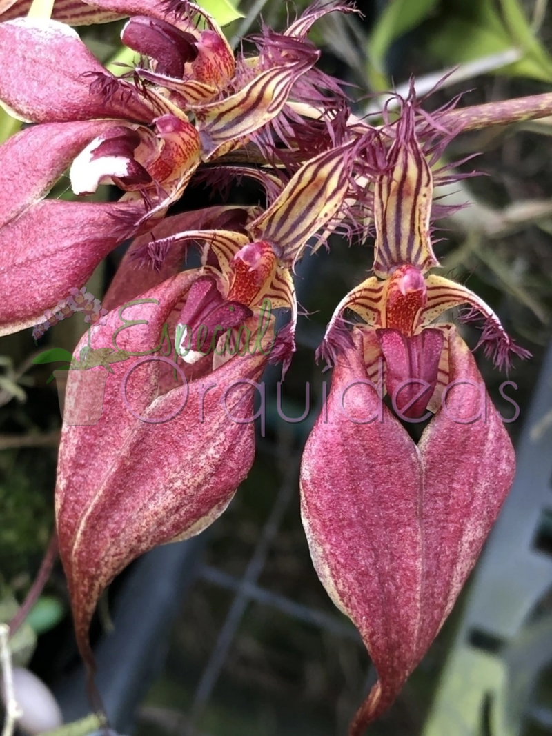 BULBOPHYLLUM ROTHSCHILDIANUM