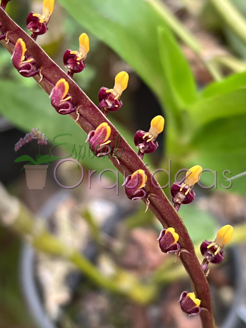 BULBOPHYLLUM FALCATUM (FLOR MICRO)