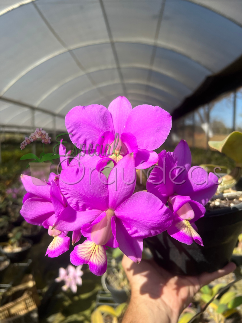 CATTLEYA NOBILIOR TIPO (NA CUIA)