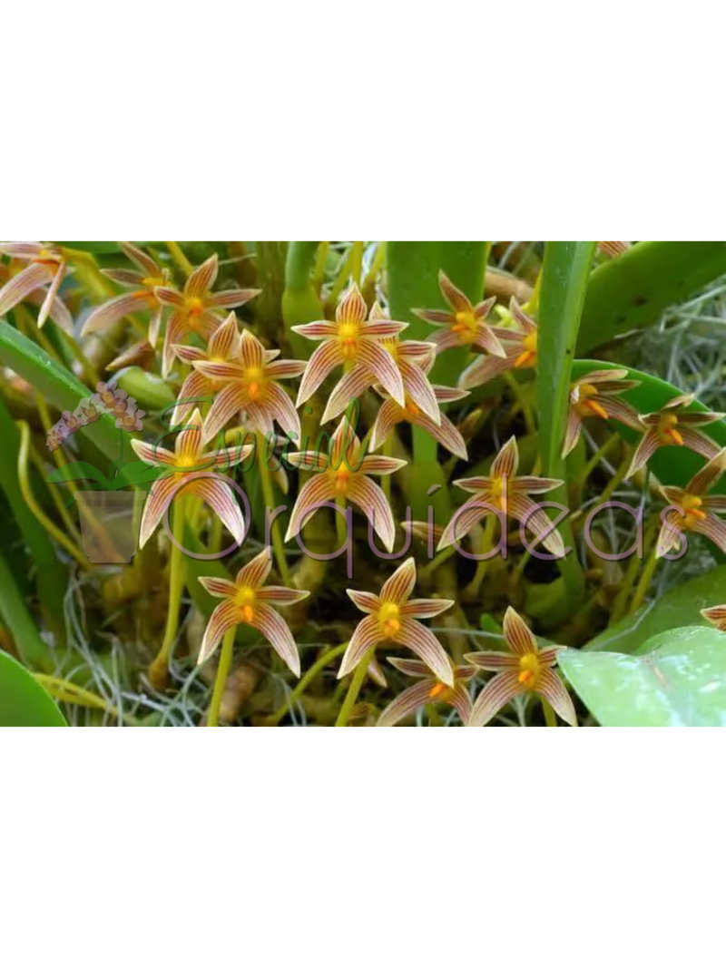 BULBOPHYLLUM AFFINE