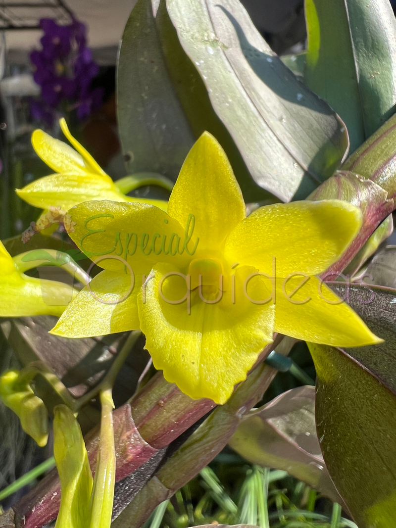 Dendrobium cerinum espécie da thailandia linda flor