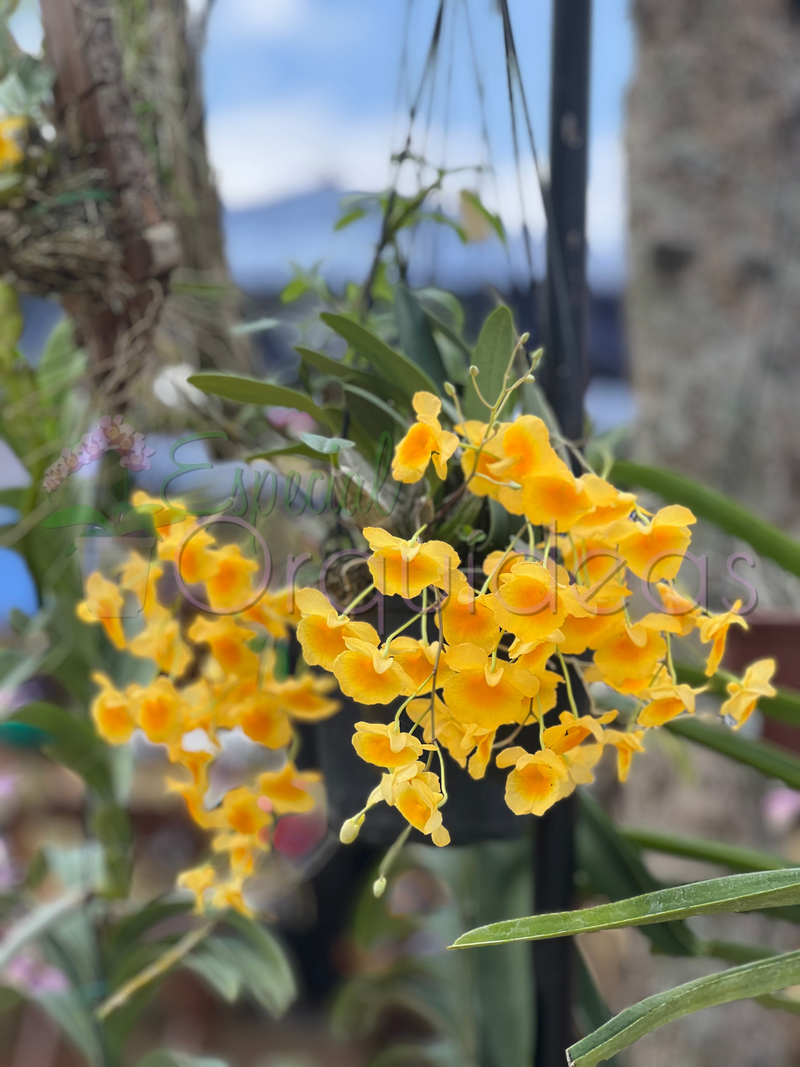 DENDROBIUM AGREGATUM (ENTOUCERADAS)