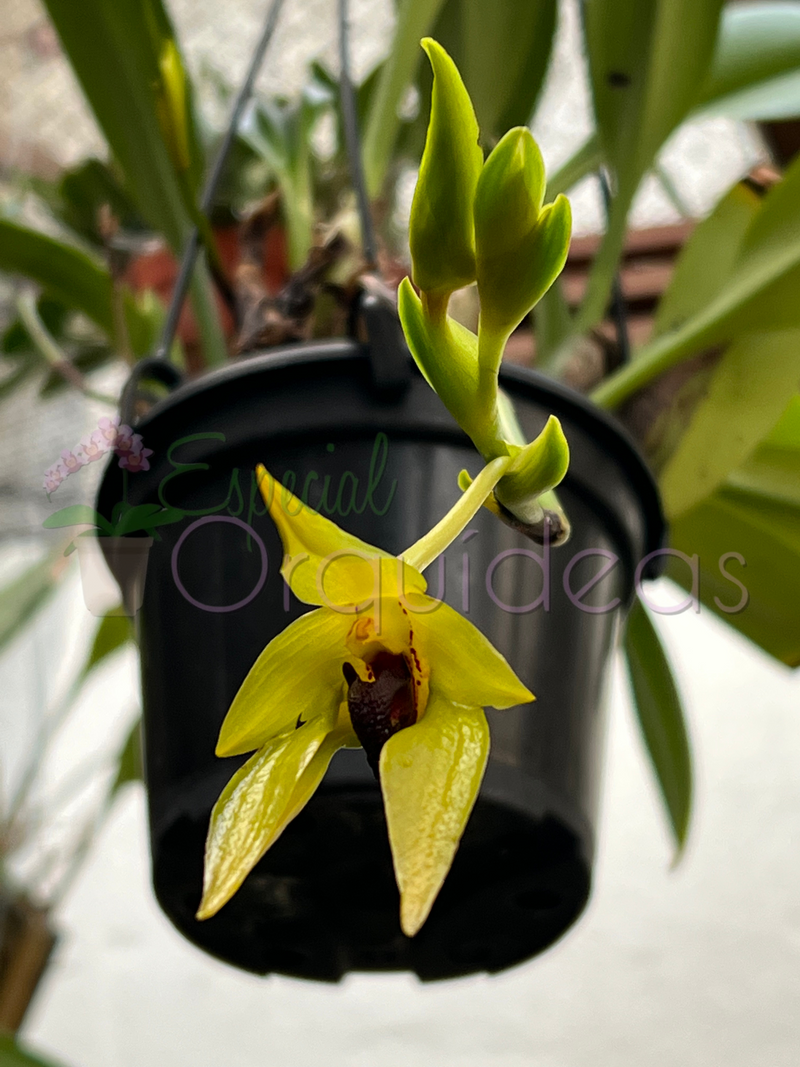 BULBOPHYLLUM CARUNCULATUM