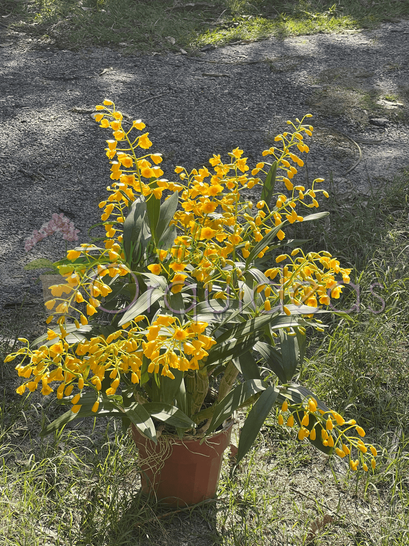 DENDROBIUM CHRYSOTOXUM