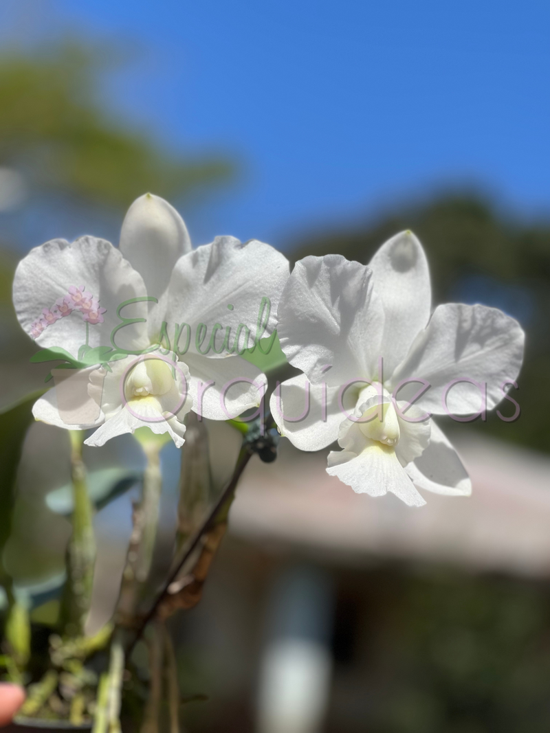 Cattleya aloha case ALBA raridade