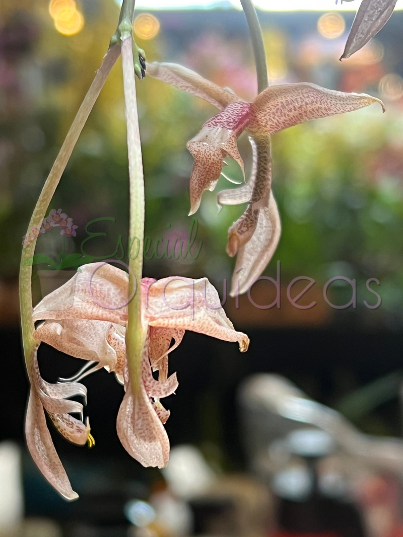 COELOGYNE GONGORA BUFONIA