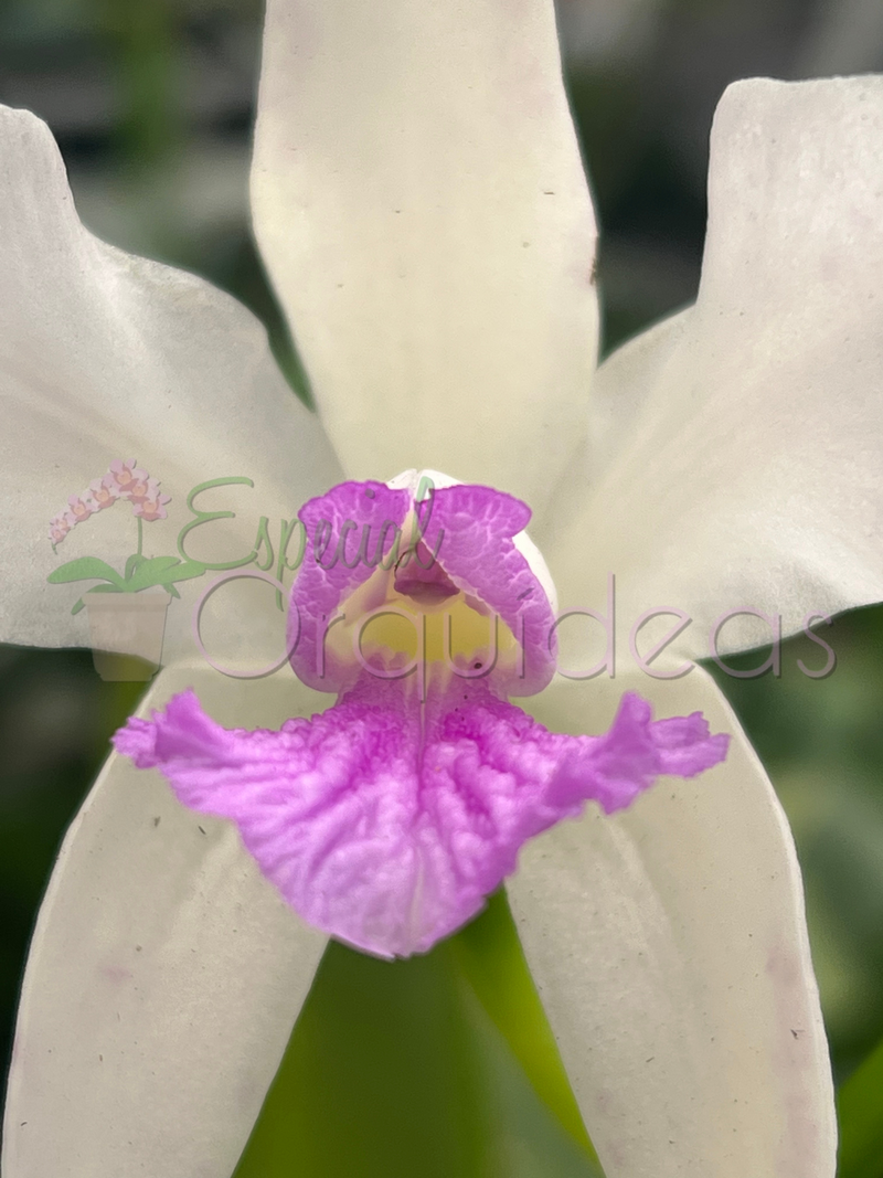 CATTLEYA AMETISTOGLOSSA SEMI ALBA