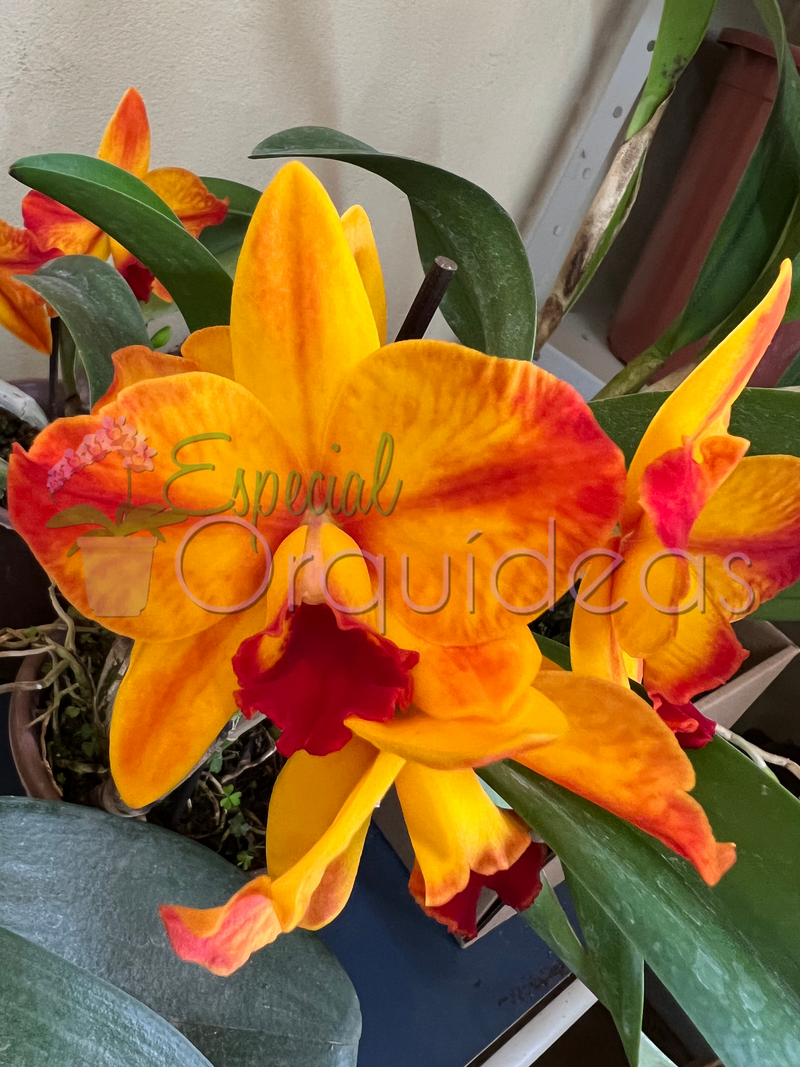 CATTLEYA AYRTON SENNA CACHEPÔ